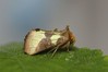 Ime datoteke: Diachrysia chrysitis~0.jpg
Velikost datoteke: 58kB
Dimenzija: 800x533
Datum objave: 21. julij 2018 Diachrysia chrysitis~0.jpg
