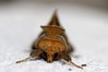 Ime datoteke: Diachrysia chrysitis~1.jpg
Velikost datoteke: 45kB
Dimenzija: 800x533
Datum objave: 2. avgust 2018 Diachrysia chrysitis~1.jpg