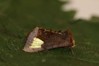 Ime datoteke: Diachrysia chryson~0.jpg
Velikost datoteke: 50kB
Dimenzija: 800x533
Datum objave: 5. november 2018 Diachrysia chryson~0.jpg