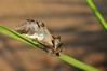 Ime datoteke: Diloba caeruleocephala~0.jpg
Velikost datoteke: 49kB
Dimenzija: 800x533
Datum objave: 5. november 2018 Diloba caeruleocephala~0.jpg