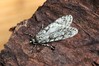 Ime datoteke: Diurnea fagella~0.jpg
Velikost datoteke: 129kB
Dimenzija: 800x533
Datum objave: 18. marec 2019 Diurnea fagella~0.jpg