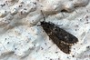 Ime datoteke: Diurnea fagella~1.jpg
Velikost datoteke: 118kB
Dimenzija: 800x533
Datum objave: 27. marec 2019 Diurnea fagella~1.jpg