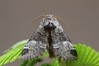 Ime datoteke: Drymonia dodonaea~0.jpg
Velikost datoteke: 68kB
Dimenzija: 800x533
Datum objave: 28. maj 2019 Drymonia dodonaea~0.jpg
