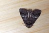 Ime datoteke: Drymonia querna~0.jpg
Velikost datoteke: 129kB
Dimenzija: 800x533
Datum objave: 9. avgust 2018 Drymonia querna~0.jpg