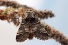 Ime datoteke: Drymonia ruficornis~0.jpg
Velikost datoteke: 63kB
Dimenzija: 800x533
Datum objave: 28. maj 2019 Drymonia ruficornis~0.jpg