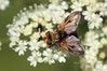 Ectophasia crassipennis~0.jpg