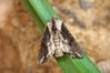 Ime datoteke: Egira conspicillaris~0.jpg
Velikost datoteke: 80kB
Dimenzija: 800x533
Datum objave: 28. avgust 2020 Egira conspicillaris~0.jpg