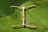 Ime datoteke: Emmelina monodactyla~1.jpg
Velikost datoteke: 74kB
Dimenzija: 800x533
Datum objave: 9. avgust 2017 Emmelina monodactyla~1.jpg