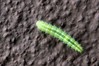 Ime datoteke: Emmelina monodactyla~2.jpg
Velikost datoteke: 123kB
Dimenzija: 800x533
Datum objave: 16. avgust 2017 Emmelina monodactyla~2.jpg