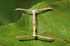 Emmelina monodactyla~1.jpg