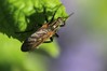 Ime datoteke: Empis tessellata Fabricius~0.jpg
Velikost datoteke: 90kB
Dimenzija: 800x533
Datum objave: 25. april 2014 Empis tessellata Fabricius~0.jpg