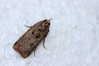 Ime datoteke: Epilecta linogrisea~0.jpg
Velikost datoteke: 88kB
Dimenzija: 800x533
Datum objave: 27. oktober 2020 Epilecta linogrisea~0.jpg