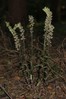 Ime datoteke: Epipactis purpurata~0.jpg
Velikost datoteke: 99kB
Dimenzija: 533x800
Datum objave: 28. julij 2016 Epipactis purpurata~0.jpg