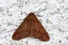 Ime datoteke: Erannis defoliaria~4.jpg
Velikost datoteke: 102kB
Dimenzija: 800x533
Datum objave: 17. november 2018 Erannis defoliaria~4.jpg