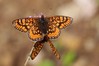 Ime datoteke: Euphydryas aurinia~0.jpg
Velikost datoteke: 70kB
Dimenzija: 800x533
Datum objave: 13. junij 2016 Euphydryas aurinia~0.jpg