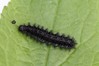 Ime datoteke: Euphydryas aurinia~1.jpg
Velikost datoteke: 161kB
Dimenzija: 800x533
Datum objave: 30. oktober 2020 Euphydryas aurinia~1.jpg