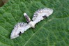 Ime datoteke: Eupithecia centaureata~0.jpg
Velikost datoteke: 96kB
Dimenzija: 800x533
Datum objave: 1. avgust 2018 Eupithecia centaureata~0.jpg