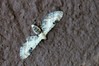 Eupithecia centaureata.jpg