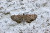 Eupithecia cocciferata.jpg
