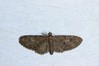 Ime datoteke: Eupithecia dodoneata~0.jpg
Velikost datoteke: 68kB
Dimenzija: 800x533
Datum objave: 28. marec 2020 Eupithecia dodoneata~0.jpg