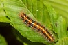 Ime datoteke: Euplagia quadripunctaria~0.jpg
Velikost datoteke: 97kB
Dimenzija: 800x533
Datum objave: 17. avgust 2019 Euplagia quadripunctaria~0.jpg