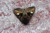 Ime datoteke: Euplexia lucipara~0.jpg
Velikost datoteke: 130kB
Dimenzija: 800x533
Datum objave: 25. avgust 2020 Euplexia lucipara~0.jpg