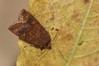 Ime datoteke: Eupsilia transversa~0.jpg
Velikost datoteke: 57kB
Dimenzija: 800x533
Datum objave: 23. november 2018 Eupsilia transversa~0.jpg