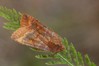 Ime datoteke: Eupsilia transversa~2.jpg
Velikost datoteke: 75kB
Dimenzija: 800x533
Datum objave: 11. november 2019 Eupsilia transversa~2.jpg
