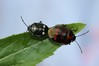 Ime datoteke: Eurydema oleraceum~0.jpg
Velikost datoteke: 93kB
Dimenzija: 800x533
Datum objave: 15. maj 2014 Eurydema oleraceum~0.jpg
