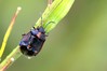 Ime datoteke: Eurydema oleraceum~1.jpg
Velikost datoteke: 117kB
Dimenzija: 800x533
Datum objave: 17. avgust 2014 Eurydema oleraceum~1.jpg