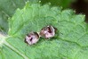Ime datoteke: Eysarcoris venustissimus~0.jpg
Velikost datoteke: 86kB
Dimenzija: 800x533
Datum objave: 29. maj 2018 Eysarcoris venustissimus~0.jpg