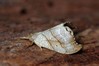 Ime datoteke: Falcaria lacertinaria~0.jpg
Velikost datoteke: 80kB
Dimenzija: 800x533
Datum objave: 9. maj 2019 Falcaria lacertinaria~0.jpg