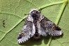 Ime datoteke: Furcula bifida~0.jpg
Velikost datoteke: 103kB
Dimenzija: 800x533
Datum objave: 27. julij 2018 Furcula bifida~0.jpg
