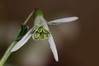 Ime datoteke: Galanthus nivalis 1~3.jpg
Velikost datoteke: 40kB
Dimenzija: 800x533
Datum objave: 8. marec 2017 Galanthus nivalis 1~3.jpg