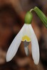 Ime datoteke: Galanthus nivalis 1~4.jpg
Velikost datoteke: 71kB
Dimenzija: 534x801
Datum objave: 3. marec 2019 Galanthus nivalis 1~4.jpg