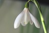 Ime datoteke: Galanthus nivalis 1~5.jpg
Velikost datoteke: 60kB
Dimenzija: 800x533
Datum objave: 16. februar 2020 Galanthus nivalis 1~5.jpg