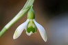 Ime datoteke: Galanthus nivalis 1~6.jpg
Velikost datoteke: 53kB
Dimenzija: 800x533
Datum objave: 17. februar 2020 Galanthus nivalis 1~6.jpg