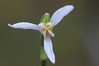 Ime datoteke: Galanthus nivalis 2~3.jpg
Velikost datoteke: 28kB
Dimenzija: 800x533
Datum objave: 8. marec 2017 Galanthus nivalis 2~3.jpg