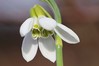 Ime datoteke: Galanthus nivalis 2~4.jpg
Velikost datoteke: 55kB
Dimenzija: 800x533
Datum objave: 3. marec 2019 Galanthus nivalis 2~4.jpg