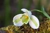 Ime datoteke: Galanthus nivalis 2~5.jpg
Velikost datoteke: 72kB
Dimenzija: 800x533
Datum objave: 16. februar 2020 Galanthus nivalis 2~5.jpg
