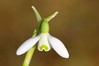 Ime datoteke: Galanthus nivalis 3~2.jpg
Velikost datoteke: 38kB
Dimenzija: 800x533
Datum objave: 8. marec 2017 Galanthus nivalis 3~2.jpg