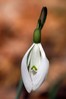 Ime datoteke: Galanthus nivalis 3~3.jpg
Velikost datoteke: 57kB
Dimenzija: 534x801
Datum objave: 3. marec 2019 Galanthus nivalis 3~3.jpg