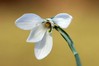 Ime datoteke: Galanthus nivalis 3~4.jpg
Velikost datoteke: 45kB
Dimenzija: 800x533
Datum objave: 16. februar 2020 Galanthus nivalis 3~4.jpg