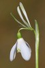 Ime datoteke: Galanthus nivalis 3~5.jpg
Velikost datoteke: 42kB
Dimenzija: 533x799
Datum objave: 17. februar 2020 Galanthus nivalis 3~5.jpg