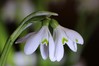 Ime datoteke: Galanthus nivalis 4~0.jpg
Velikost datoteke: 57kB
Dimenzija: 800x533
Datum objave: 8. marec 2017 Galanthus nivalis 4~0.jpg