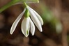 Ime datoteke: Galanthus nivalis 4~1.jpg
Velikost datoteke: 49kB
Dimenzija: 800x533
Datum objave: 3. marec 2019 Galanthus nivalis 4~1.jpg