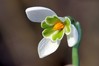 Ime datoteke: Galanthus nivalis 4~2.jpg
Velikost datoteke: 46kB
Dimenzija: 800x533
Datum objave: 16. februar 2020 Galanthus nivalis 4~2.jpg