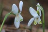 Ime datoteke: Galanthus nivalis 4~3.jpg
Velikost datoteke: 62kB
Dimenzija: 800x533
Datum objave: 17. februar 2020 Galanthus nivalis 4~3.jpg
