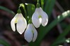 Ime datoteke: Galanthus nivalis 5~0.jpg
Velikost datoteke: 55kB
Dimenzija: 800x533
Datum objave: 17. februar 2020 Galanthus nivalis 5~0.jpg