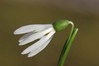 Ime datoteke: Galanthus nivalis~0.jpg
Velikost datoteke: 38kB
Dimenzija: 800x533
Datum objave: 8. marec 2017 Galanthus nivalis~0.jpg